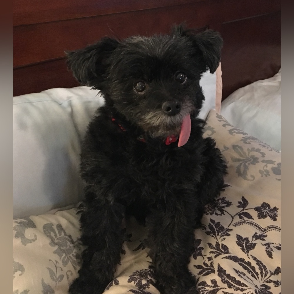 ♥️💕🌻🐶Meet your Posher, Kim👕🛍️👛👠